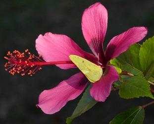 Fiji Island Tropical Hibiscus, Hibiscus rosa-sinensis 'Fiji Island'